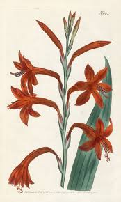 William Curtis Botanical Prints 1787 1826 Cvety Risunki Cvetov Risunki