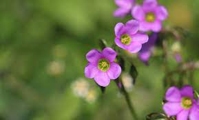 Check spelling or type a new query. Macam Macam Bunga Cantik Yang Ada Di Dieng Ayo Ke Dieng