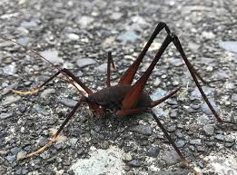 My camel cricket peanut peeking out of her favorite hiding spot (i.redd.it). Square Legged Camel Cricket Pest Control Canada