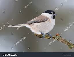 Image result for Poecilostachys