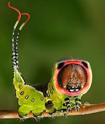Big Black Caterpillar With Orange Stripes The Red Faced Caterpillar Appears To Have A Large Mouth Which Deters Predators Weird Animals Animals Weird Creatures