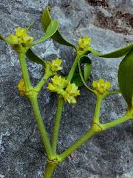 Image result for Viscum obscurum