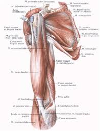 The muscles of the shoulder bridge the transitions from the torso into the head/neck area and into the upper extremities of the arms and hands. Diagram Of Shoulder Girdle Anterior Ligaments Of The Shoulder Girdle Upper Limb In Those Species With Three Bones In The Shoulder It Consists Of The Clavicle Scapula And