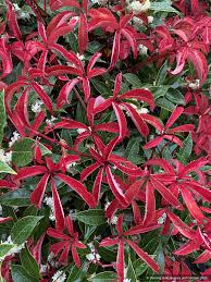 Image result for Parthenocissus