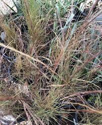 Image result for Aristida leucophaea