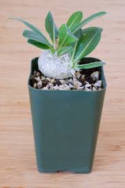 Image result for Pachycarpus eximius