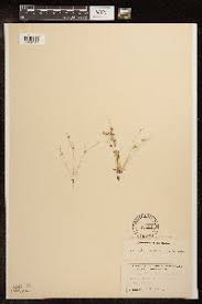 Image result for Lipocarpha micrantha