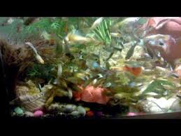 Fish Feeding Guppy Eat Chickens Meat Hd Fish Feed Tank Wallpaper Meat Chickens