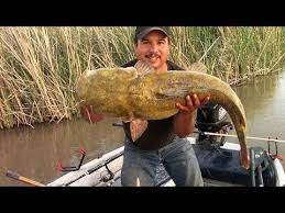 Why I Don T Keep Flathead Catfish Youtube Living Off The Land Catfish Video Talk