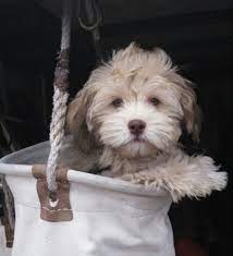 We do much more than just sell puppies. Waffles Havapoo Puppies Havanese Mini Poodle Sunny Day Puppies