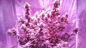 It further compares to 1400 watt hps performance. 4x8 1200 Watt Led Grow Tent Chocolate Master Kush Youtube