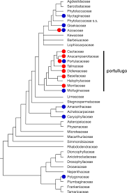 Image result for Lophiocarpaceae