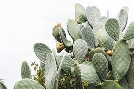 The best nopal cactus recipes on yummly | nopal soup, beef steak with nopales, cheese and nopal stack with chili vinaigrette. Green Prickly Pear Cactus With Spikes In Italy Ad Pear Prickly Green Italy Spikes Ad Prickly Pear Cactus Prickly Pear Cactus