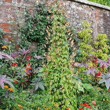 Image result for Lobelia lobata