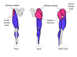 Leg muscles diagram muscle diagram. How To Draw Legs The Easy Step By Step Guide With Simplified Anatomy Gvaat S Workshop