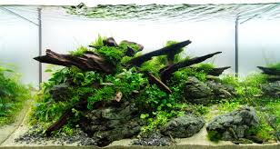 Berbeda dengan jenis aquascape tanpa co2 lainnya, christmas moss memerlukan banyak cahaya dalam pertumbuhannya. Tanaman Lowlight Untuk Aquascape Untuk Pemula Inspirasi Shopee