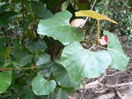 Image result for Rhoicissus digitata