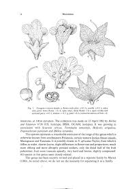 Image result for Nesogenaceae