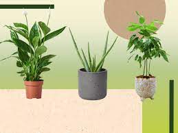 Which plants to choose depends greatly on your room conditions (light levels, temperature and humidity), says dr blanusa. Best Bedroom Plants Indoor Houseplants That Help Purify The Air The Independent