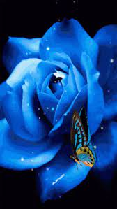 Are you looking for love rose background design images templates psd or png vectors files? Blue Rose Gifs Tenor