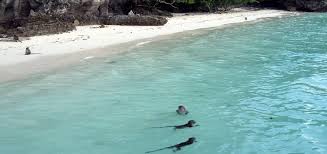 We did not find results for: Monkey Beach Phi Phi Island Attraction Attractions Phi Phi Don Thailand