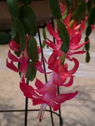 Houseplant, cacti and succulents flowering time: Lynnflowers Lynn S Flowers