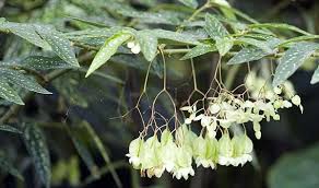 Image result for Begonia elatostemmoides