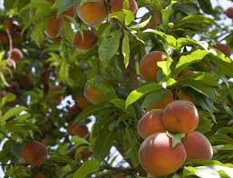 Use them in commercial designs under lifetime, perpetual & worldwide rights. What You Need To Know About Peach Leaf Curl Bylands Nurseries Ltd