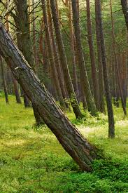 A section of the largest ponderosa pine ever, 7 feet 9 inches in diameter. 606 Leaning Pine Tree Photos Free Royalty Free Stock Photos From Dreamstime