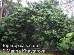 Image result for Baikiaea