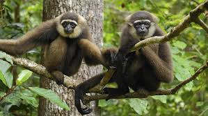 Indonesia is a country with variant of specific fauna spread throughout indonesian archipelago. Hd Wallpaper Animals Gibbons Indonesia National Park Animal Themes Wallpaper Flare