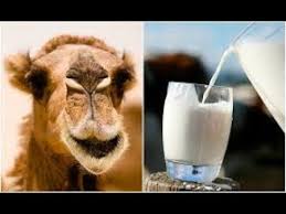 It is caused by polypathogenic neurothropical virus and transferred via the bite with saliva of an infective patient. Using Camel S Milk And Urine As A Cure Hudatv Youtube