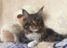 65 Hemingway Cat Names Polydactyl Cat Names The Paws