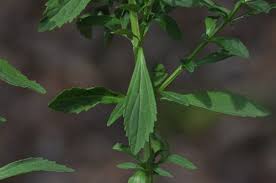 Image result for Melhania acuminata