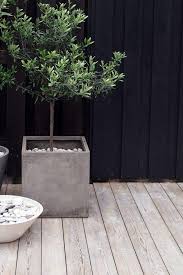 Patio8 In 2020 Concrete Planters Concrete Pots Olive Tree