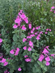 Image result for Sebaea microphylla