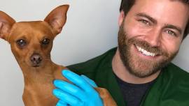 Santee - Dog dental cleaning