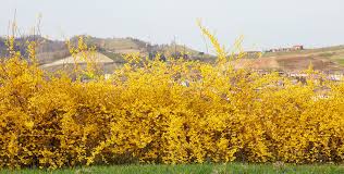 Forsythia Hedging