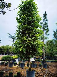 Rakaman video ini dibuat pada 7hb. Cheng Nursery Posts Facebook