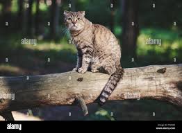Kitty model hi-res stock photography and images - Page 10 - Alamy