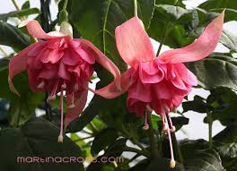Risultati immagini per Naturaleza perfecta. Fuchsia.