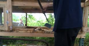 Put your rabbit in a safe place. How Do You Clean A Rabbit Cage Rabbitpedia Com