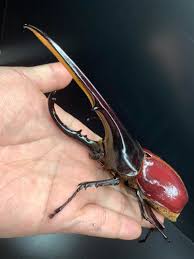 ヘラクレスヘラクレス 羽化 | 私の前世はカブトムシ® - 楽天ブログ