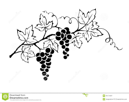 Black And White Vines Vector Found On Bing From Www Dreamstime Com Grape Vines Illustration Vector Illustration