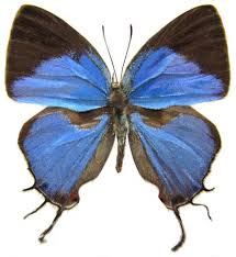 Image result for Globimetula anguliflora