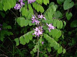 Image result for Millettia usaramensis