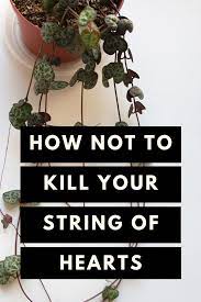 Pin On Plants