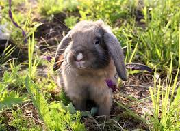 how big do dwarf rabbits get with size comparison chart