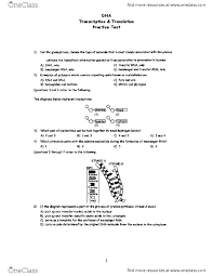 Transcription translation practice worksheet fill in with the mrna strand then translate to the amino acid sequence 1 dna. Biology 151 Lecture Notes Fall 2015 Lecture 3 Nucleolus Nondisjunction Uracil