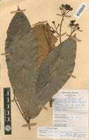 Image result for Gilbertiodendron dewevrei